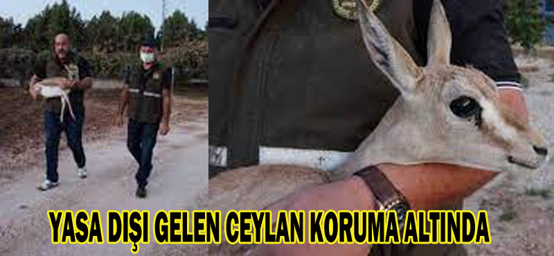 YASA DIŞI GELEN CEYLAN KORUMA ALTINDA