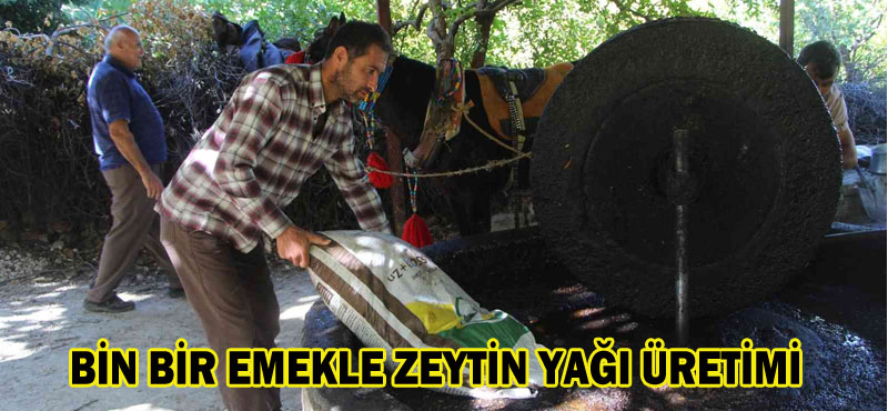 BİN BİR EMEKLE ZEYTİN YAĞI ÜRETİMİ