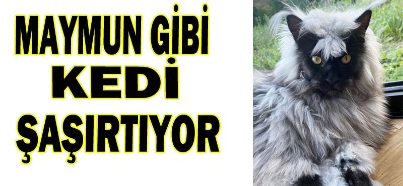 MAYMUN GİBİ KEDİ ŞAŞIRTIYOR