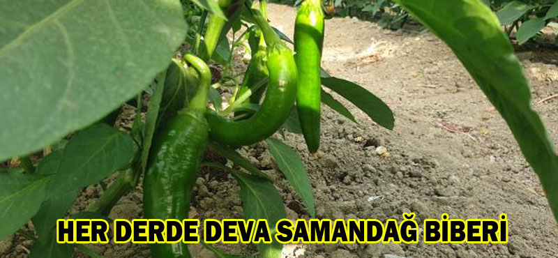 HER DERDE DEVA SAMANDAĞ BİBERİ
