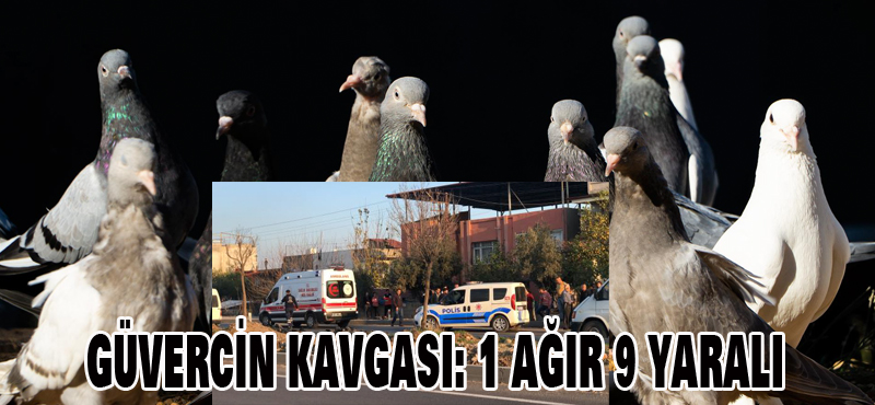 GÜVERCİN KAVGASI