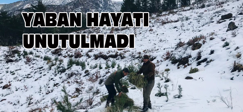 YABAN HAYATI UNUTULMADI