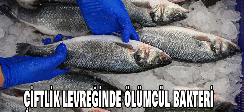ÇİFTLİK LEVREĞİNDE ÖLÜMCÜL BAKTERİ