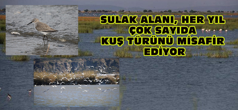 SULAK ALANI, HER YIL ÇOK SAYIDA KUŞ TÜRÜNÜ MİSAFİR EDİYOR