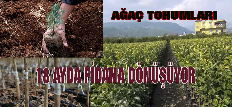 Ağaç tohumları 18 ay süren çalışmayla fidana dönüşüyor