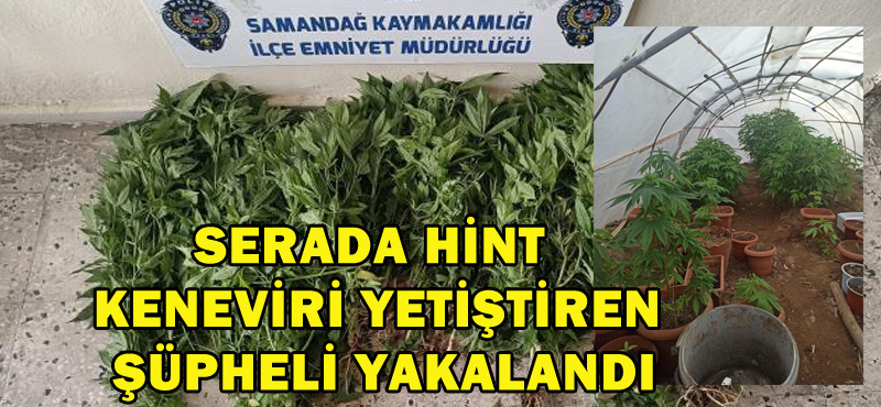 SERADA HİNT KENEVİRİ YETİŞTİREN ŞÜPHELİ YAKALANDI