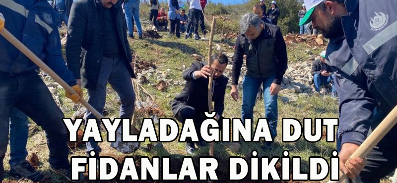 YAYLADAĞINA DUT FİDANLAR DİKİLDİ