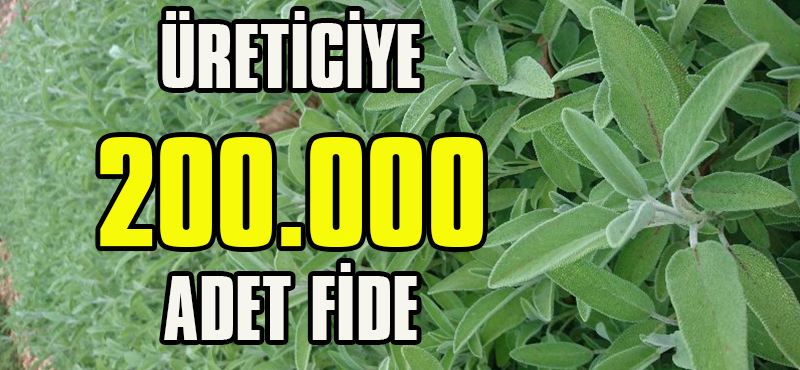 Üreticiye 200.000 Adet Adaçayı Fidesi Dağıtılacak