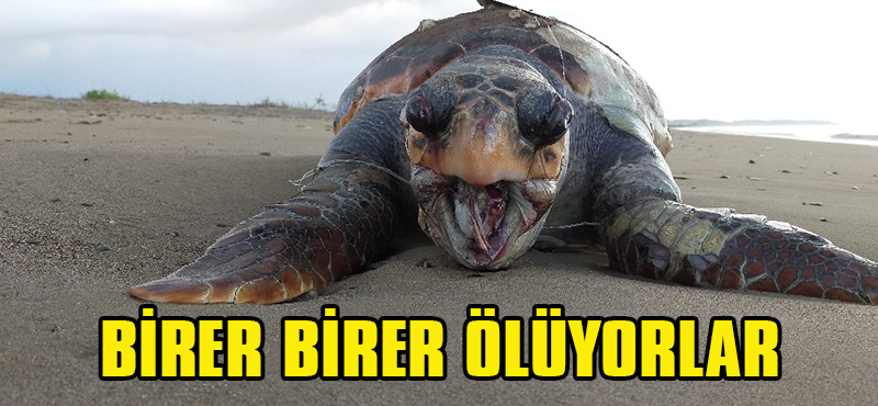 Hatay’da Birer Birer Ölüyorlar