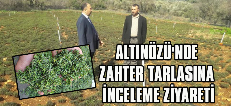 ALTINÖZÜ’NDE ZAHTER TARLASINA İNCELEME ZİYARETİ
