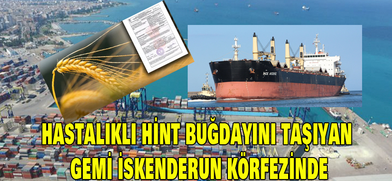 Hastalıklı Hint buğdayını taşıyan gemi İskenderun Körfezinde