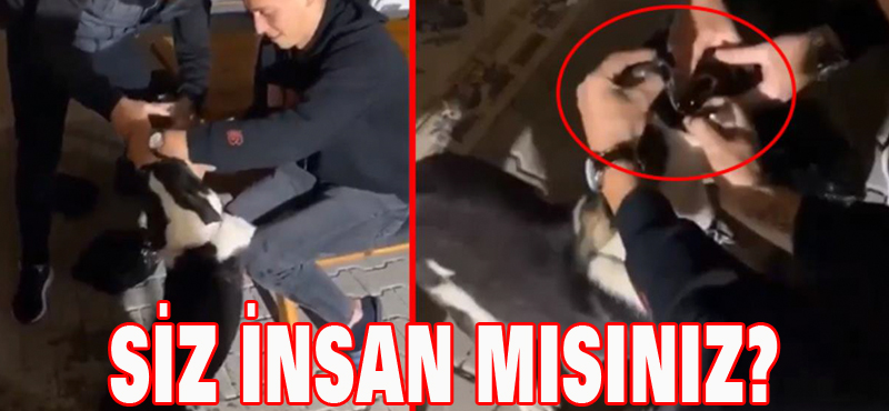 Siz insan mısınız?