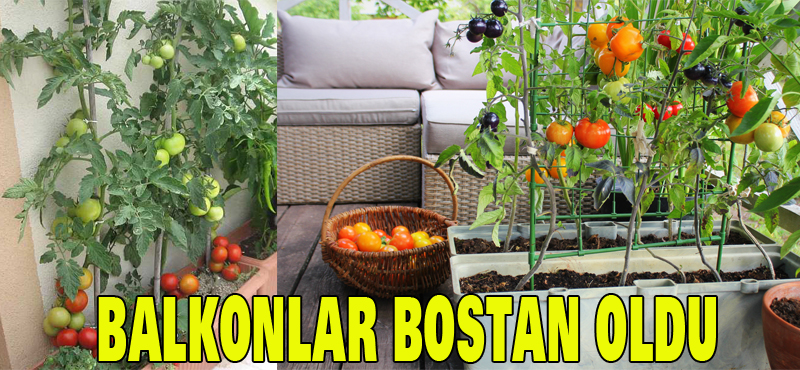 Balkonlar bostan oldu