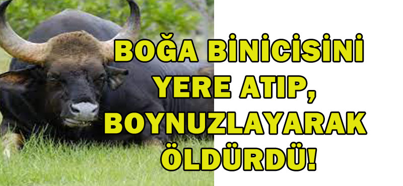 Boğa binicisini yere atıp, boynuzlayarak öldürdü!