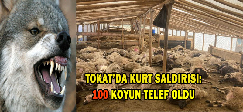 Tokatta kurt saldırısı:100 koyun telef oldu