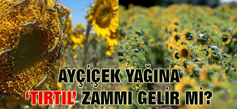 Ayçiçek yağına ‘Tırtıl’ zammı gelir mi?