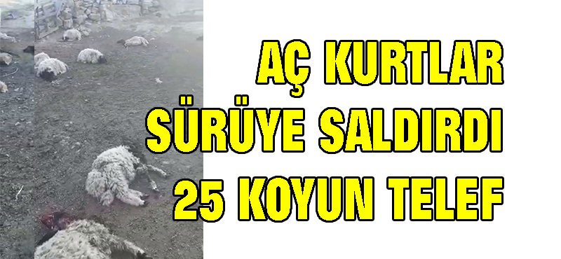 Aç kurtlar 25 koyunu telef etti