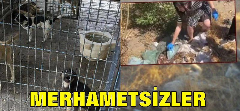 Merhametsizler