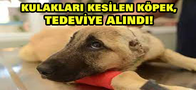 Kulakları kesilen köpek tedaviye alındı!