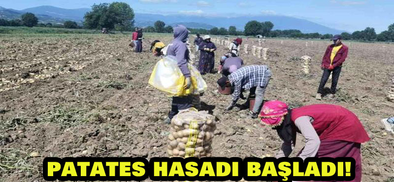 Patates hasadı başladı! Tarladaki satış fiyatını duyanlar “Vatandaşın vay haline” diyor!