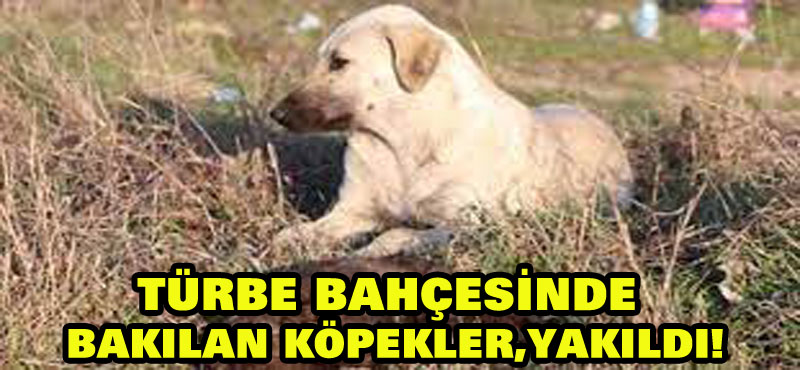 Türbe bahçesinde bakılan köpekler, yakıldı!