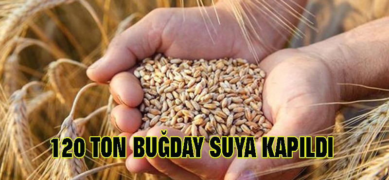 120 ton buğday suya kapıldı