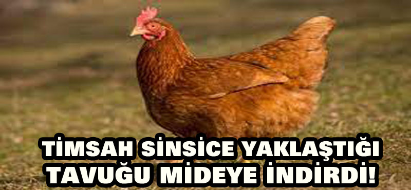 Timsah sinsice yaklaştığı tavuğu mideye indirdi!