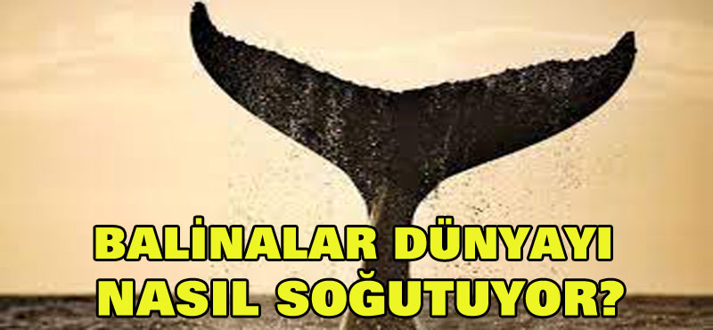 Balinalar Dünya’yı nasıl soğutuyor?