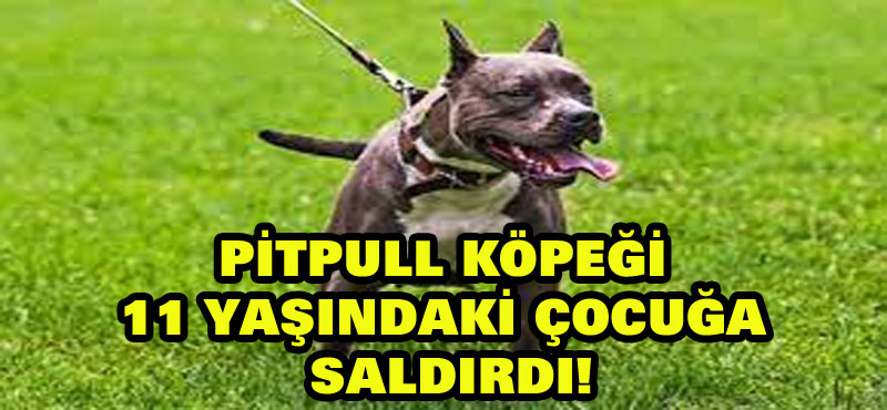 Pitpull köpeği 11 yaşındaki çocuğa saldırdı!