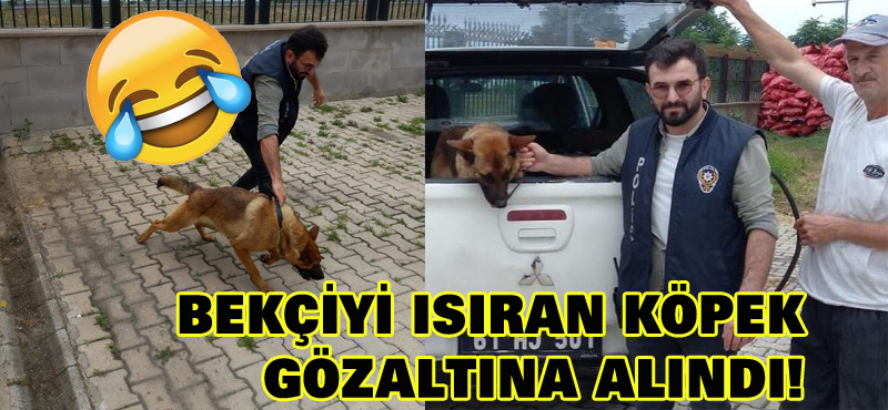 Bekçiyi ısıran köpek gözaltına alındı