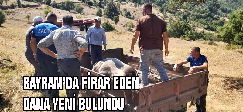 Bayramda firar eden dana yeni bulundu
