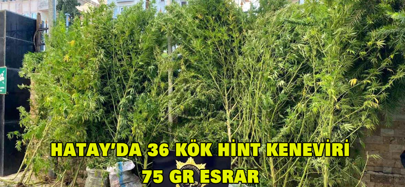 Hatay’da 36 kök hint keneviri 75 gr esrar