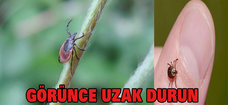 Görünce uzak durun