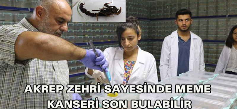 Akrep zehri sayesinde meme kanseri son bulabilir