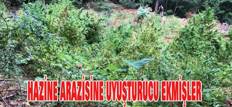 hazine arazisine uyuşturucu ekmişler