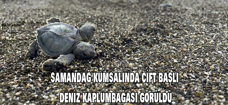 Samandağ kumsalında çift başlı deniz kaplumbağası görüldü