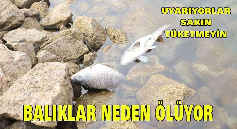 Balıklar neden ölüyor