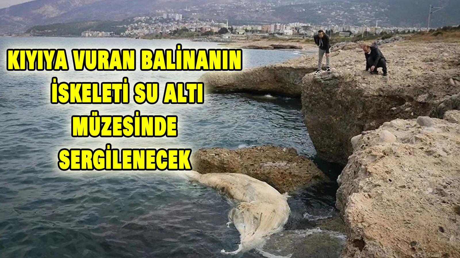 Hatay’da kıyıya vuran balinanın iskeleti ve balık mumyaları su altı müzesinde sergilenecek