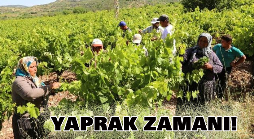 Yaprak zamanı!