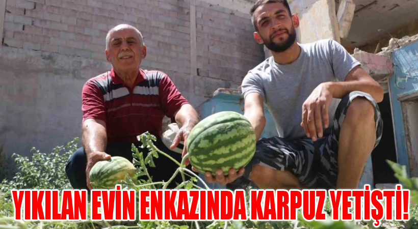 Yıkılan Evin Enkazında Karpuz Yetişti!
