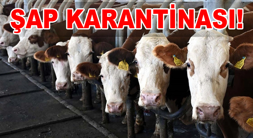 Kahramanmaraş’ta Kırmızı Alarm: ŞAP Karantinası!