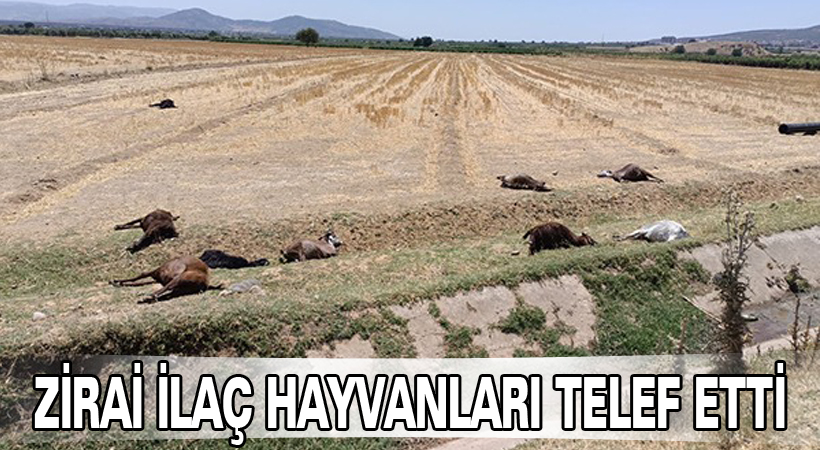 Zirai İlaç Hayvanları Telef Etti!