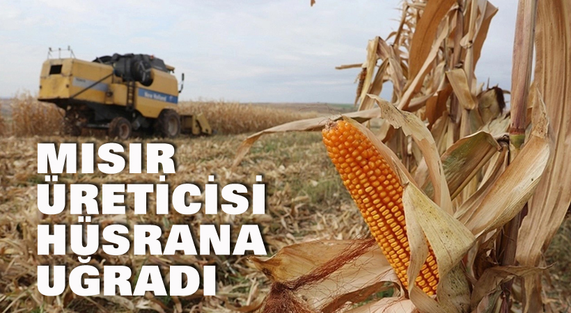 Mısır üreticisi hüsrana uğradı