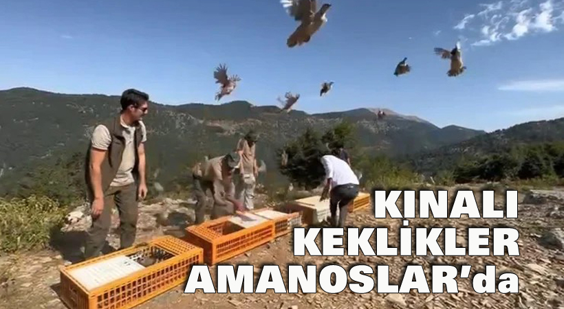Kınalı keklikler Amanoslar’da