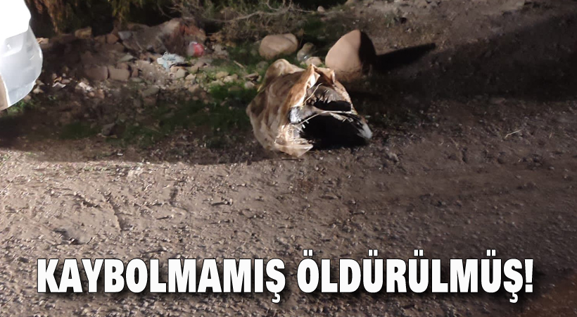 Kaybolmamış öldürülmüş!