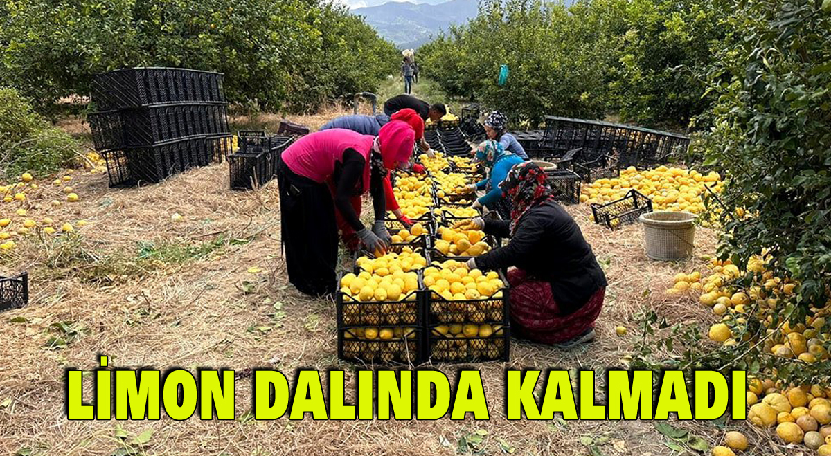 Limon dalında kalmadı