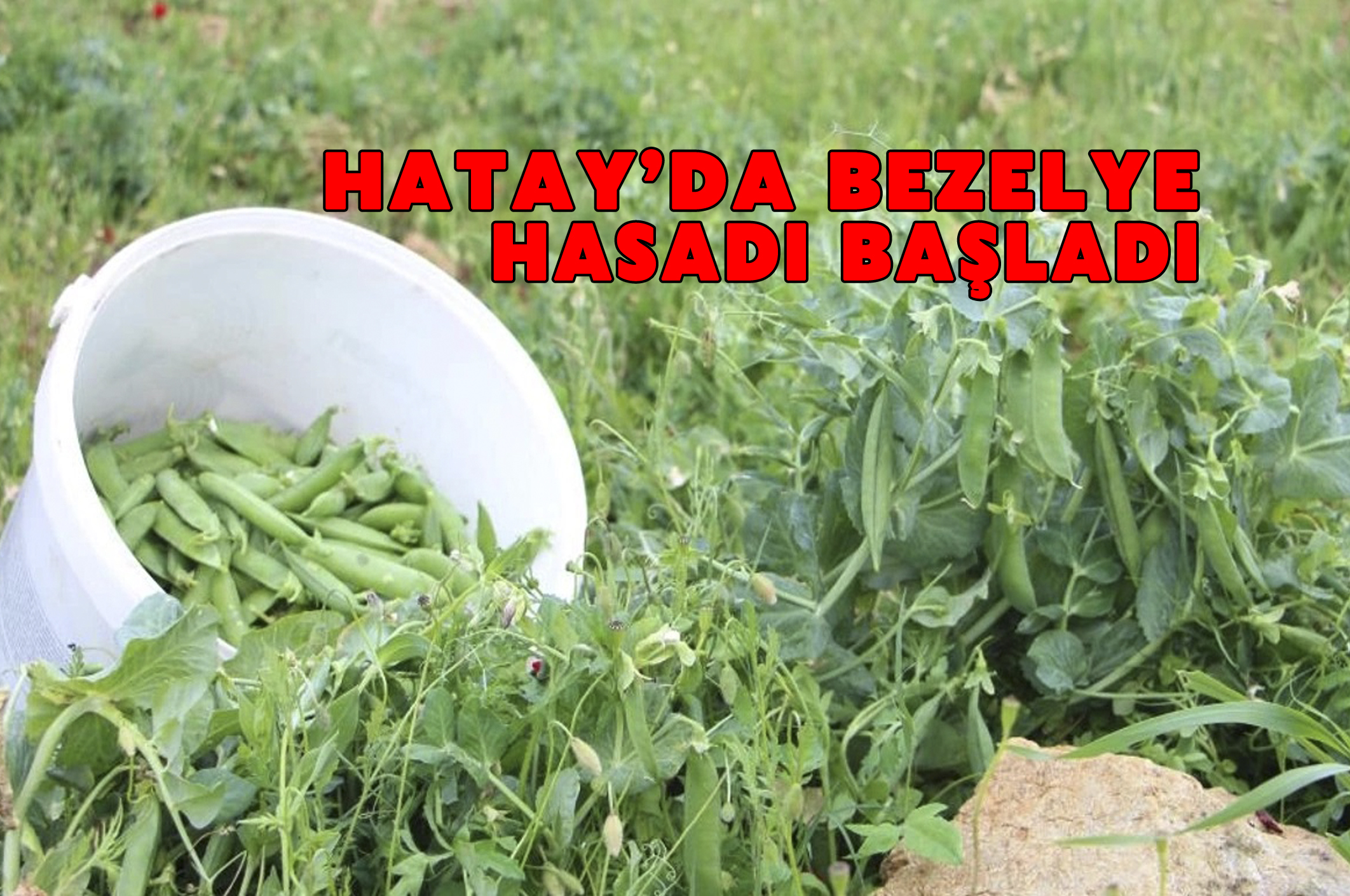 HATAY’da bezelye hasadı başladı