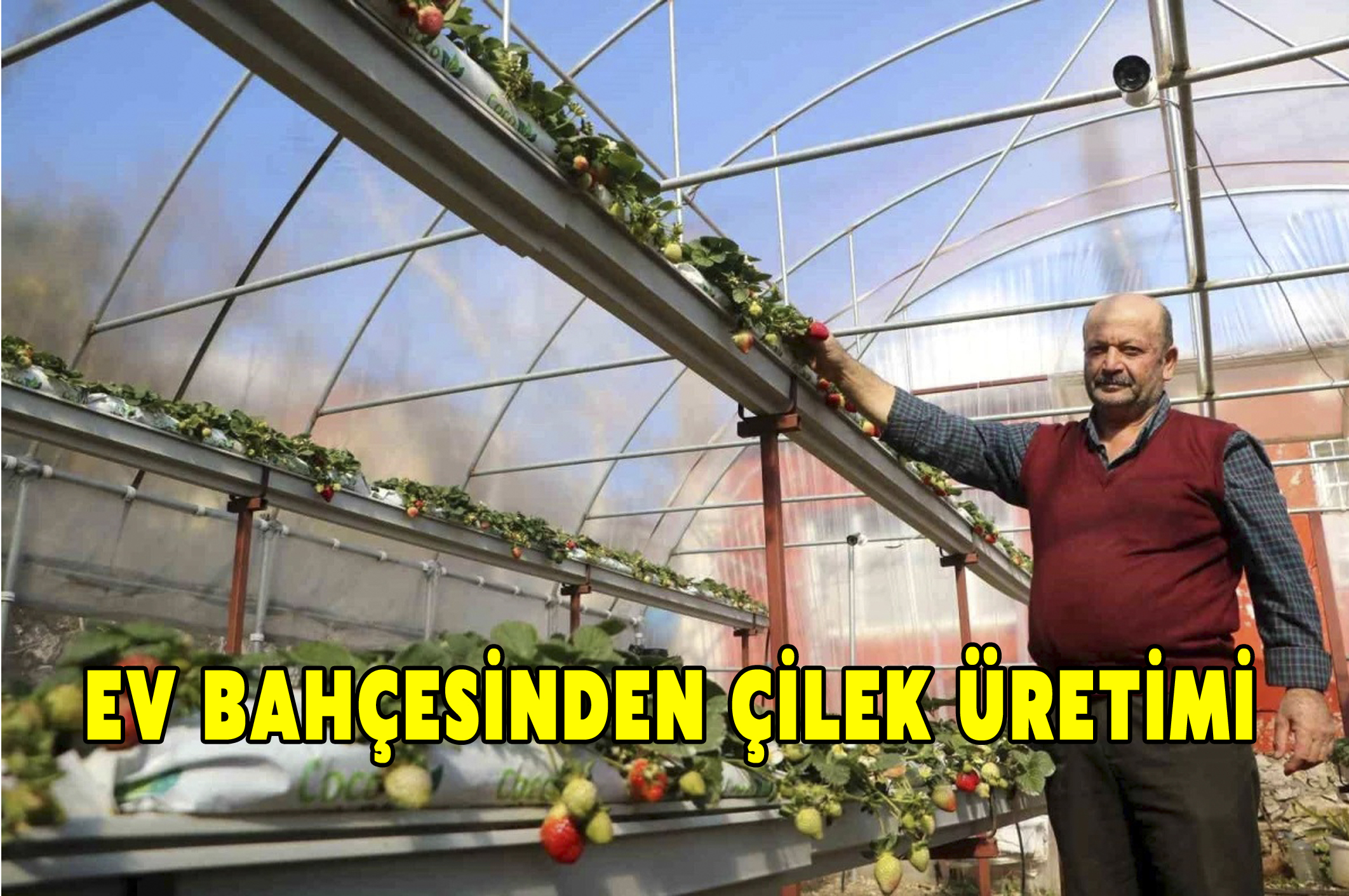 Ev bahçesinden çilek üretimi