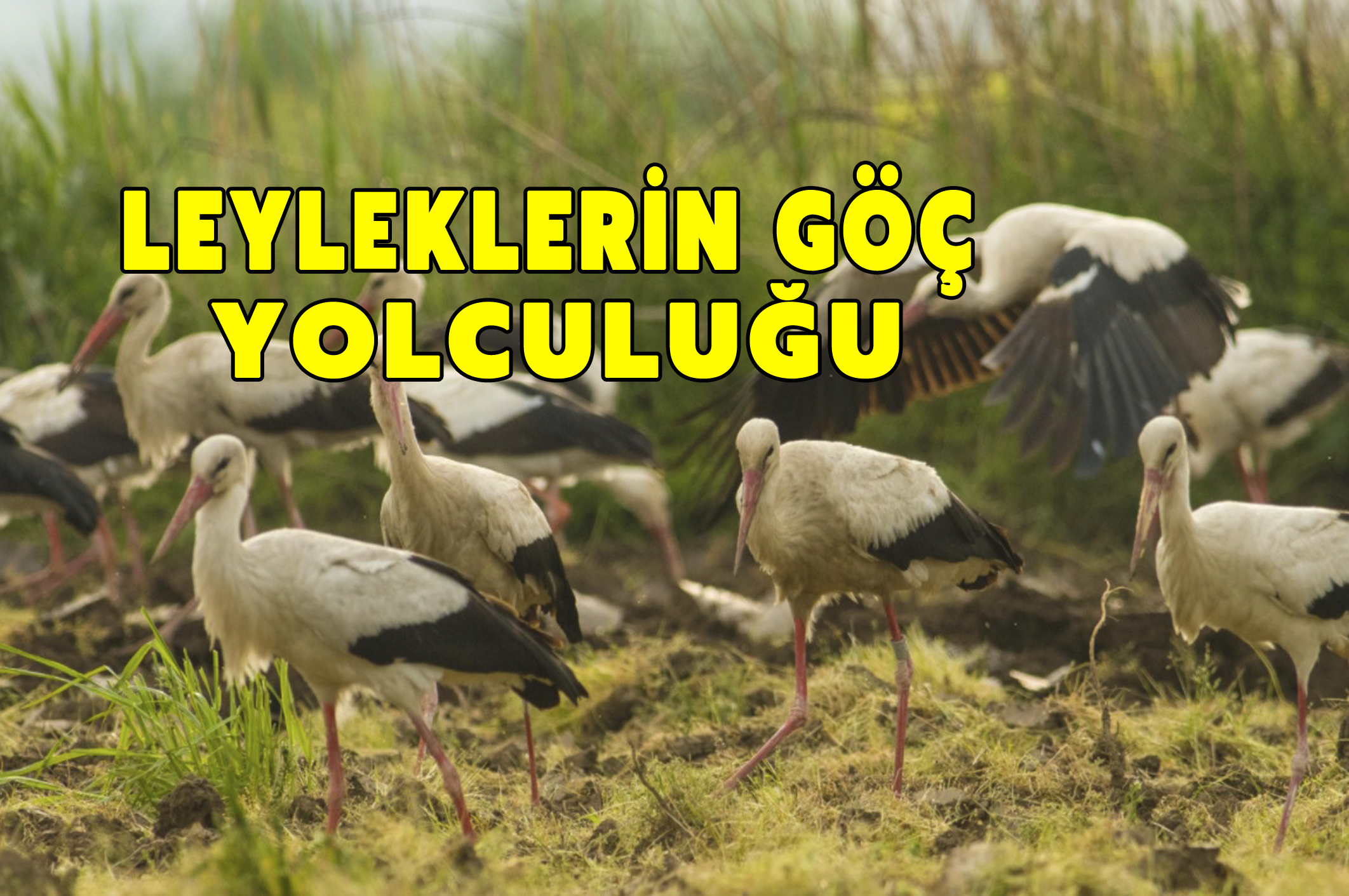Leyleklerin göç yolculuğu