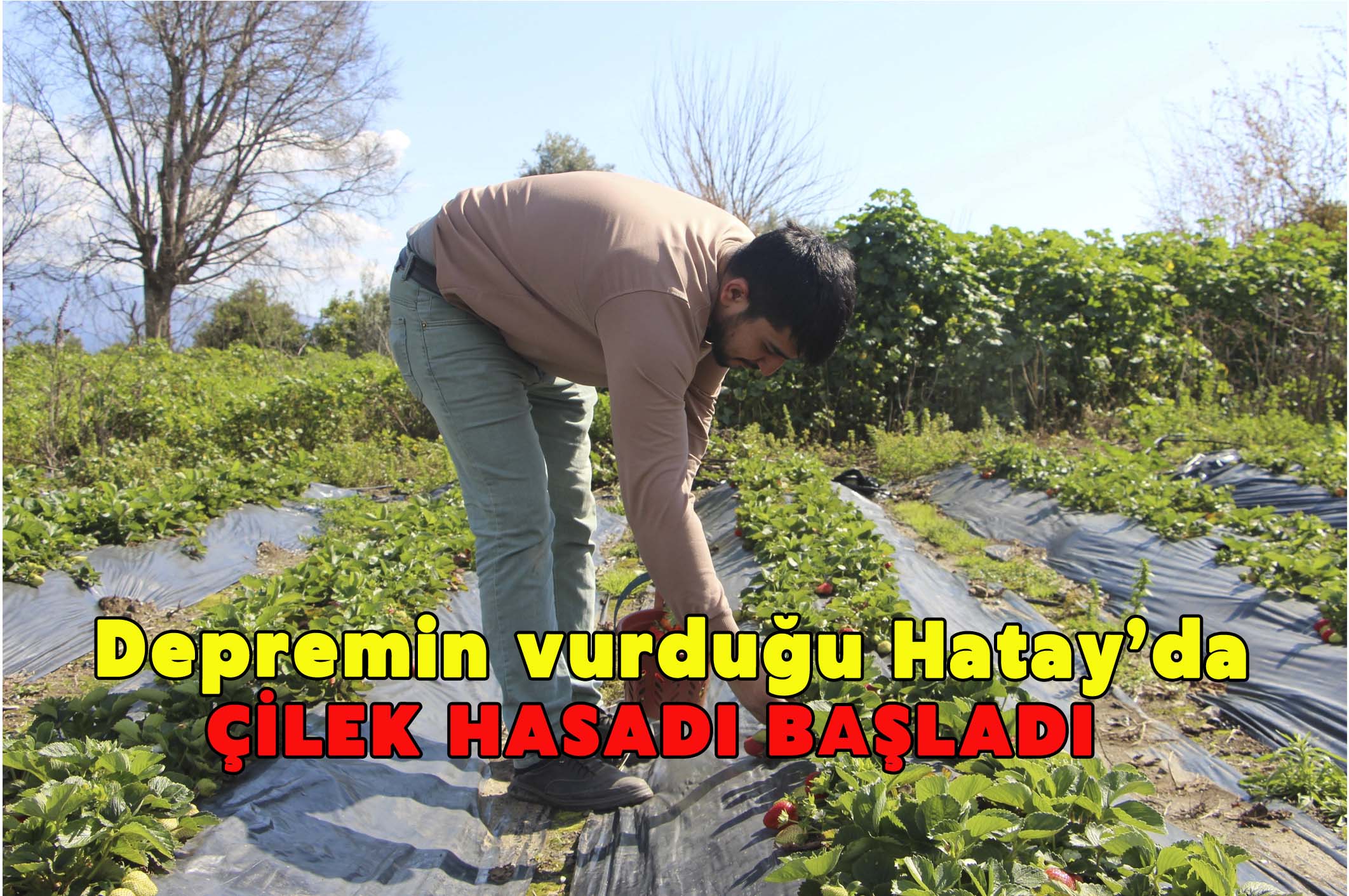 Hatay’da çilek hasadı başladı